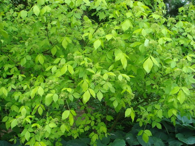 Ptelea trifoliata 'Aurea'